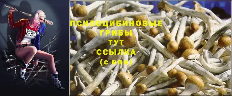 купить   Галич  Псилоцибиновые грибы Cubensis 